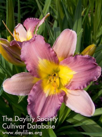 Daylily Nile Crane